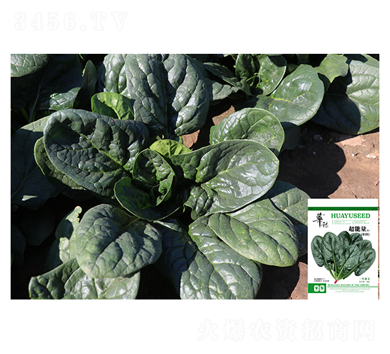 超能量-菠菜種子-邢源農業