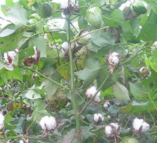 �K�s208-�޻��N��-����N�I