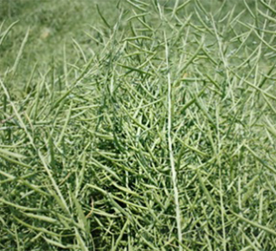 蘇油1號-油菜種子-明天種業