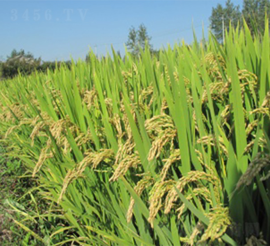 ����6̖-ˮ���N��-����N�I