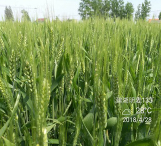 ����133-С���N��-����N�I