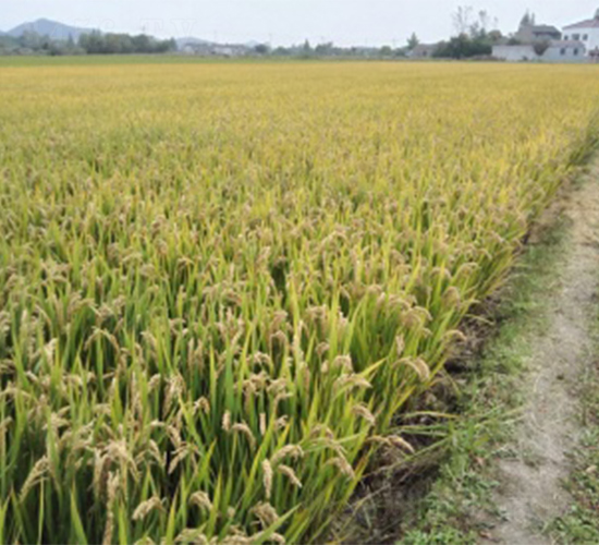 ��Ŵ1332-ˮ���N��-����N�I