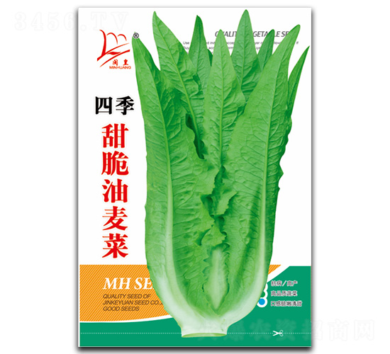 甜脆油麥菜-油麥菜種子-閩皇種業