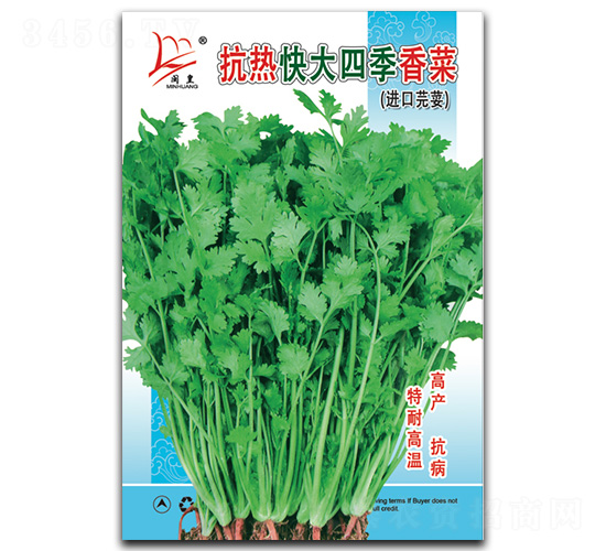 抗熱快大四季-香菜種子-閩皇種業