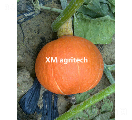 �_���t��-�ϹϷN��-���r(n��ng)�r(n��ng)�I(y��)