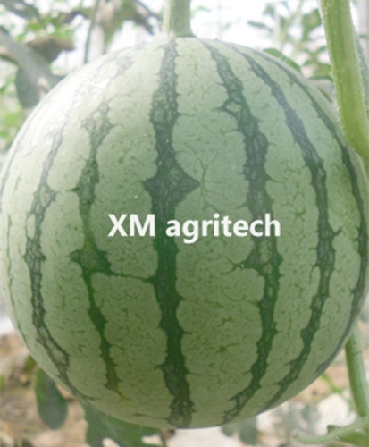 ���A-���ϷN��-���r�r�I