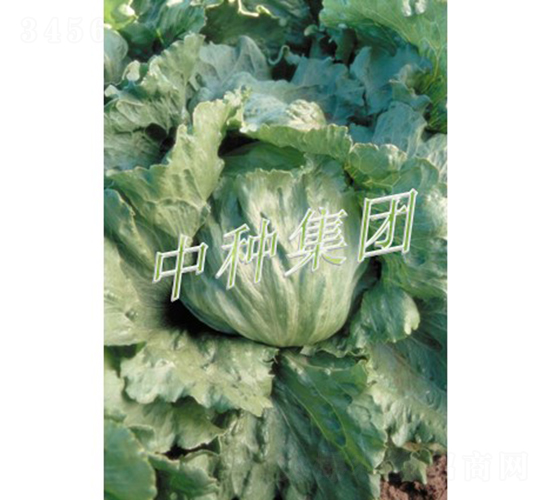 Ī����-���˷N��-�зN���F