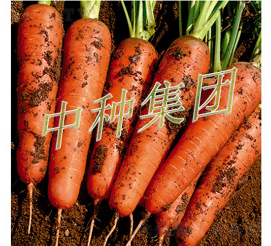 中種989-胡蘿卜種子-中種集團(tuán)
