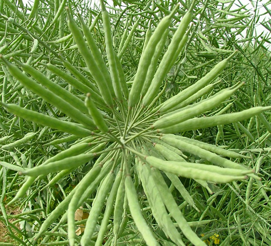 ��ʢ��555-�Ͳ˷N��-���r�l