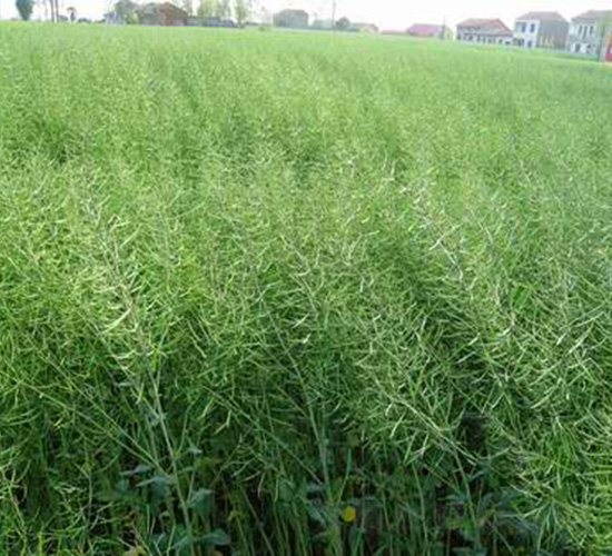 �����s11-�Ͳ˷N��-���r�l