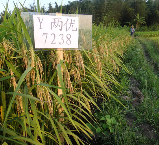 Y�Ƀ�(y��u)7238-ˮ���N��-�зN���F