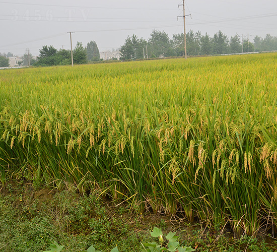 �V�Ƀ�16-ˮ���N��-�зN���F