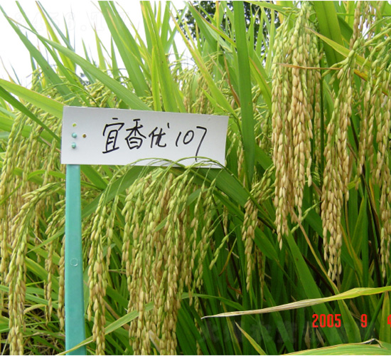 ����107-ˮ���N��-�зN���F(tu��n)