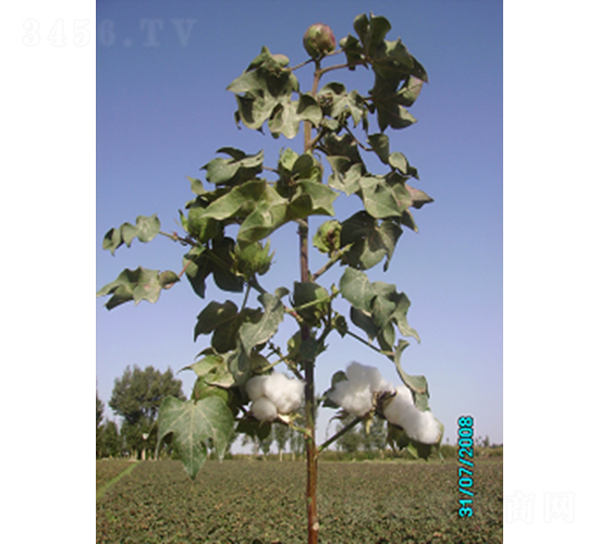 ����431-�޻��N��-�ػͷN�I