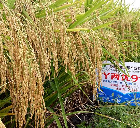 Y兩優919-水稻種子-袁糧
