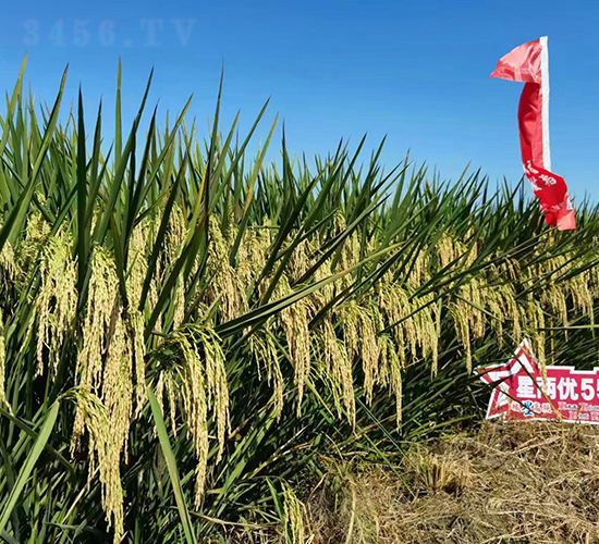 星兩優551-水稻種子-袁糧