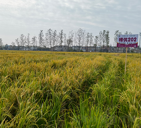 ����(y��u)202-ˮ���N��-Ԭ�Z