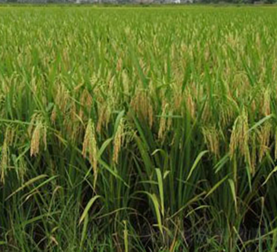 吉豐優(yōu)512-水稻種子-華茂高科