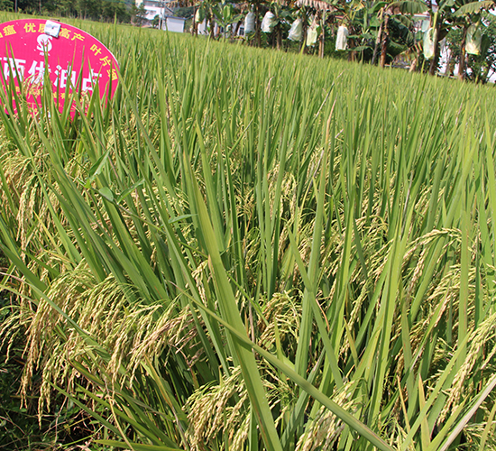 Y�Ƀ���ռ-ˮ���N��-�Aï�߿�