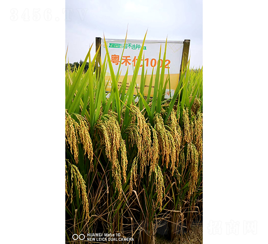粵禾優1002-水稻種子-華茂高科