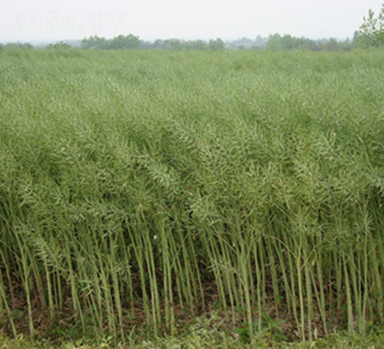 T2159-�Ͳ˷N��-���A���r