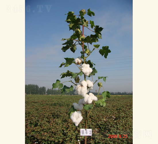 ��(r��n)�s��3̖(h��o)-�޻��N��-���A���r(n��ng)