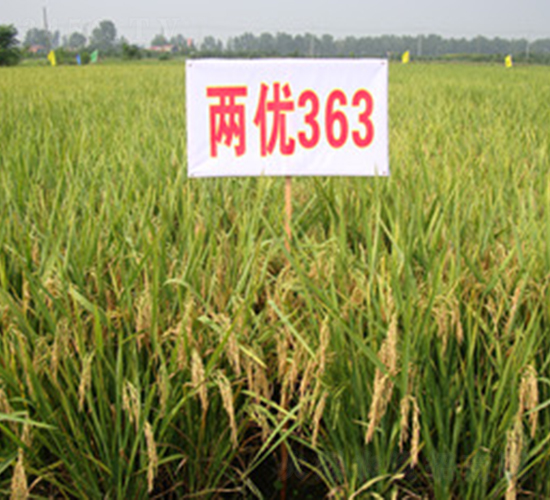 兩優363-水稻種子-惠華三農