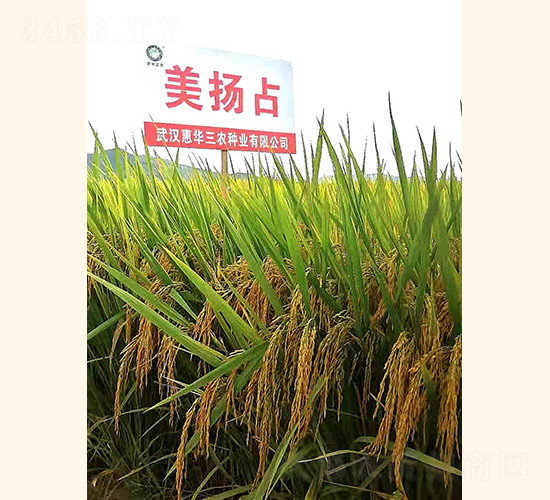 ���Pռ-ˮ���N��-���A���r