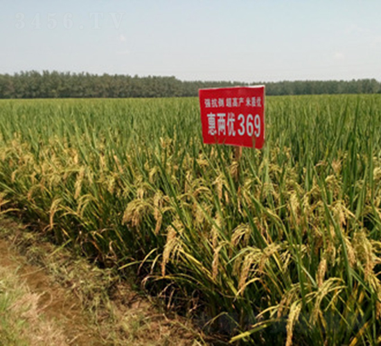 惠兩優369-水稻種子-惠華三農