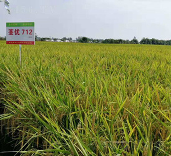 荃優712-水稻種子-惠華三農