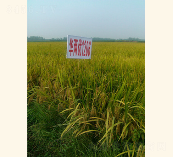 �A�Ƀ�1206-ˮ���N��-���A���r