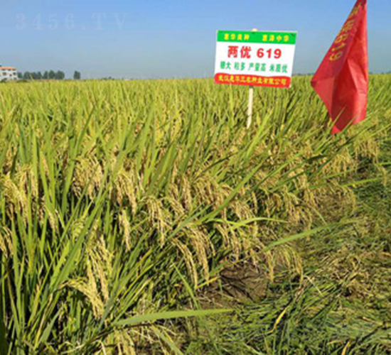 �Ƀ�619-ˮ���N��-���A���r