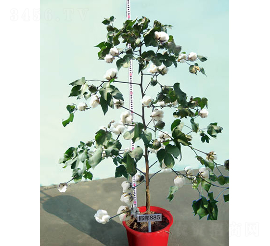 ����885-�޻��N��-�y�d�N�I