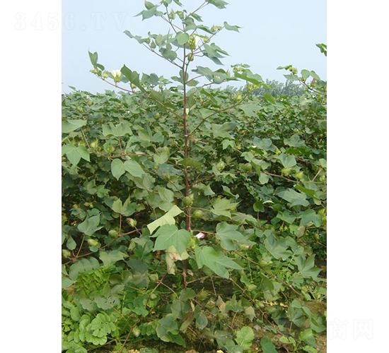 �ƿ���2̖-�޻��N��-�y�d�N�I