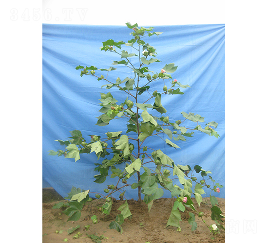 �x��38-�޻��N��-�y�d�N�I