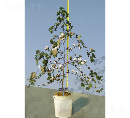 KRZ06-�޻��N��-�y�d�N�I