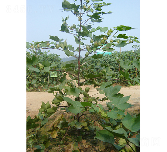 �y�d��4̖-�޻��N��-�y�d�N�I