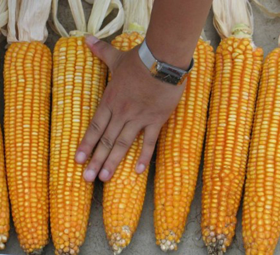 田豐8號-玉米種子-田豐種業