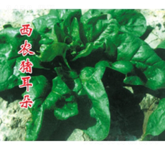 ���r�i����-���˷N��-�ؼt�N�I