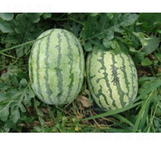 秦紅5號-西瓜種子-秦紅種業