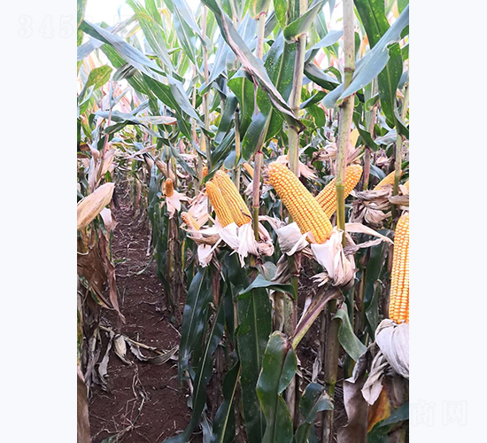 宣禾8號-玉米種子-宣豐種業