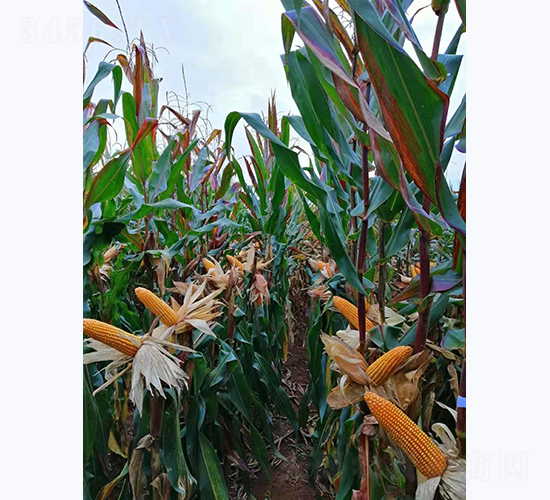 宣禾6號-玉米種子-宣豐種業