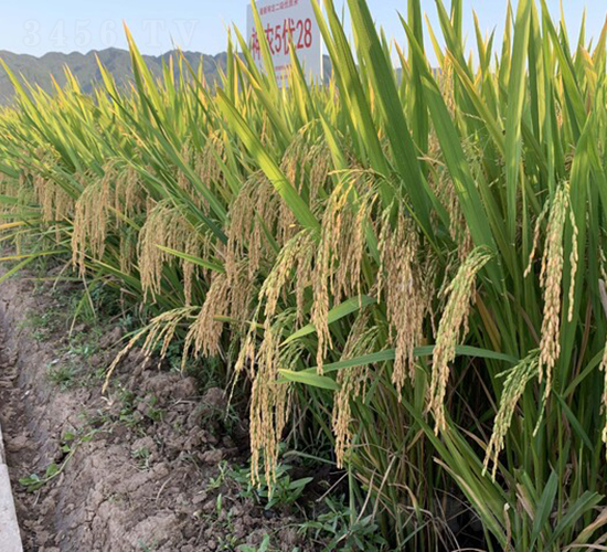 ���r��422-ֱ�����x��-��һ�N�I