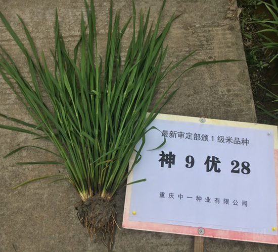 ��9��(y��u)28-ˮ���N��-��һ�N�I(y��)