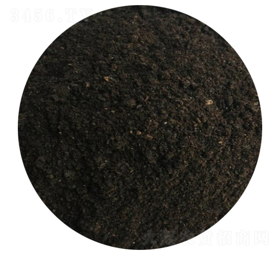 ���S-ʥ������