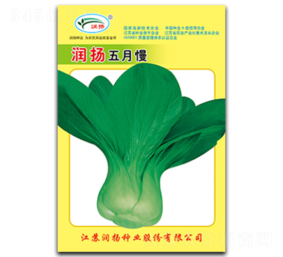 潤揚(yáng)五月慢-青菜種子-潤揚(yáng)種業(yè)