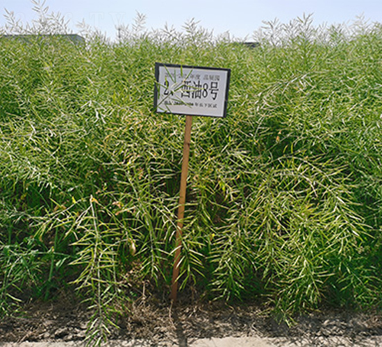 ����8̖-�Ͳ˷N��-���P�N�I