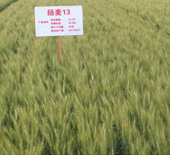 揚麥13-小麥種子-潤揚種業