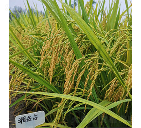 湘岳占-水稻種子-潤揚種業