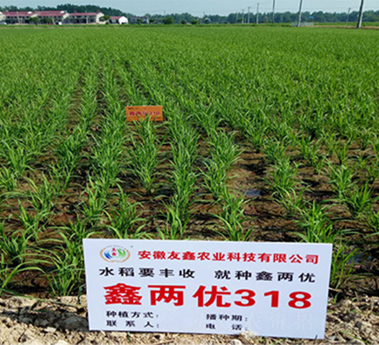 鑫兩優318-水稻種子-潤揚種業